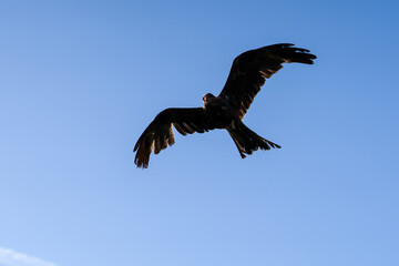 close-up of a black kite (Milvus migrans) in flight 