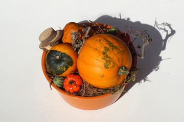 Various ornamental gourds in a plastic flower pot. White background. Family Cucurbitaceae. Autumn,...