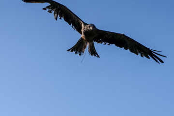 close-up of a black kite (Milvus migrans) in flight 