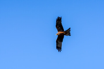 close-up of a black kite (Milvus migrans) in flight 