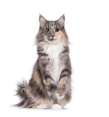 Adult blue tortie Norwegian Forestcat, sitting up facing front. Looking towards camera with one pay playful in air. Isolated on a white background.