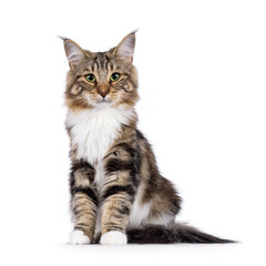 Sweet black tabby blotched Norwegian Forestcat kitten, sitting up facing front. Looking towards camera with mesmerising green eyes. Isolated on white background.