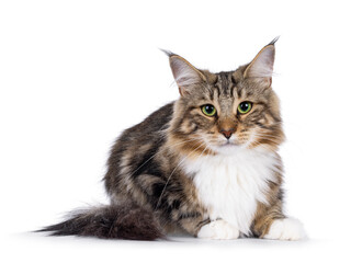 Sweet black tabby blotched Norwegian Forestcat kitten, layign down facing front. Looking towards camera with mesmerising green eyes. Isolated on white background.