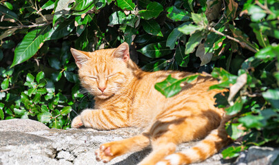 ginger cat