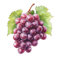 Fototapeta premium Collection of PNG. Watercolor painting of A Cluster of Red Grapes, isolated on a transparency background.