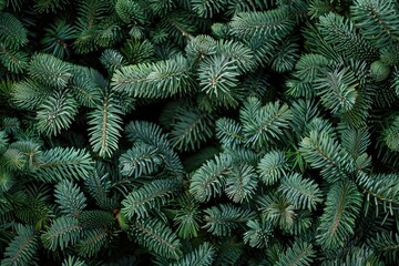 A close-up shot of a bunch of pine needles and cones