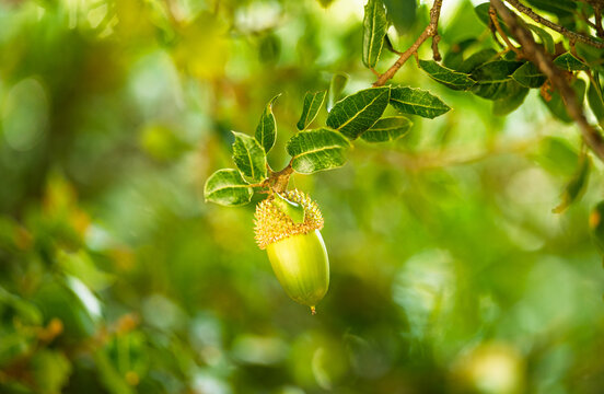 kermes oak with acorn
