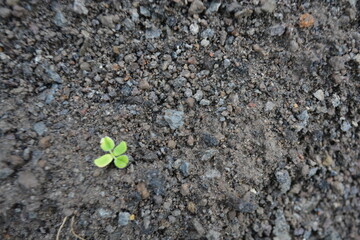 plant in the sand