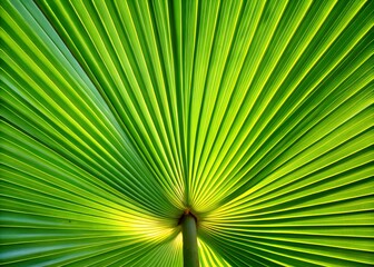 Fototapeta premium a palm leaf