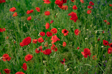Red poppies blooming in full season. Field of colorful flowers known as Papaver rhoeas.