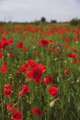 Red poppies blooming in full season. Field of colorful flowers known as Papaver rhoeas.