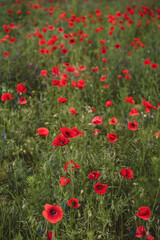 Red poppies blooming in full season. Field of colorful flowers known as Papaver rhoeas.