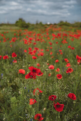 Obraz premium Red poppies blooming in full season. Field of colorful flowers known as Papaver rhoeas.