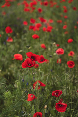 Red poppies blooming in full season. Field of colorful flowers known as Papaver rhoeas.