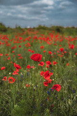 Red poppies blooming in full season. Field of colorful flowers known as Papaver rhoeas.