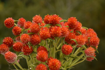 Red orange, dry gomphrena flowers on a blurry green background
