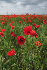 Obraz premium Red poppies blooming in full season. Field of colorful flowers known as Papaver rhoeas.