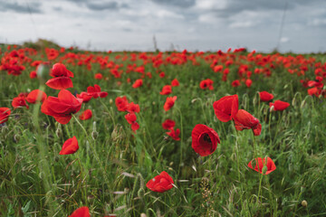 Red poppies blooming in full season. Field of colorful flowers known as Papaver rhoeas.