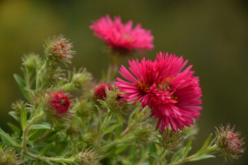 Pink new york asters flowers on blurred green background