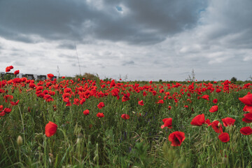 Red poppies blooming in full season. Field of colorful flowers known as Papaver rhoeas.