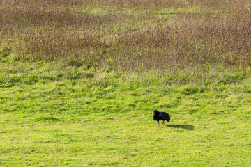 close-up of a Turkey vulture (Cathartes aura)