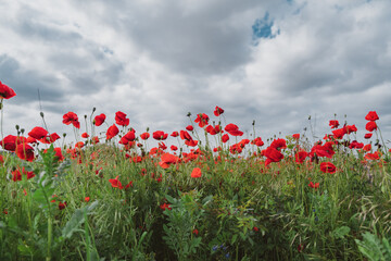 Red poppies blooming in full season. Field of colorful flowers known as Papaver rhoeas.