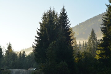 Large green spruce trees in the mountains against the backdrop of mountains covered with haze