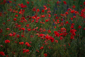 Fototapeta premium Red poppies blooming in full season. Field of colorful flowers known as Papaver rhoeas.