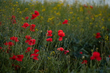 Red poppies blooming in full season. Field of colorful flowers known as Papaver rhoeas.