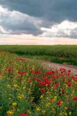 Field of blooming poppies at the edge of an agricultural road. Fairy tale landscape with colorful flowers on a deserted plain