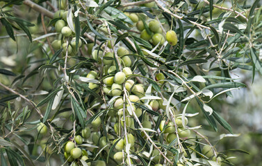 olives growing on a tree