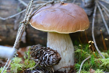 Beautiful porcini mushroom and pine cone close up