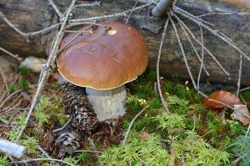Large white mushroom and pine cone near a fallen tree