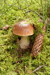 Large white mushroom growing in green moss