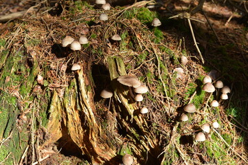 Small poisonous mushrooms grow on the ground in the forest