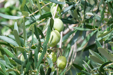olives growing on a tree