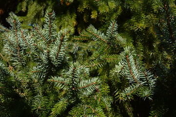 Fluffy green spruce branches close up