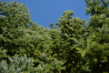 Green coniferous trees against a blue sky