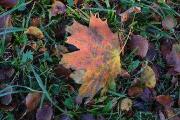 Autumnwalk of a woman with long hair in the wood wiht indian summer coulors