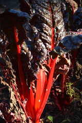 Swiss chard growing in a garden bed