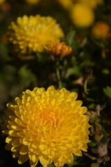 Bush of yellow beautiful dahlias in the garden