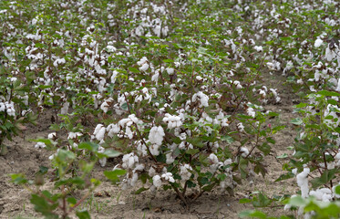 field of ripe cotton ready