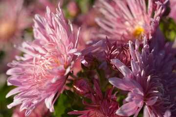 Obraz premium Spectacular pink chrysanthemums in the garden close-up