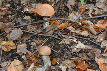 Mushrooms of boletus with an orange hat in the forest