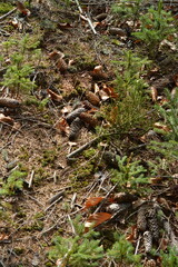 Grass, cones, moss on the ground in the forest