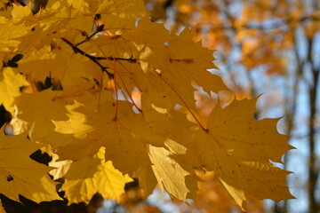 Branch with yellow leaves on a maple tree in a park