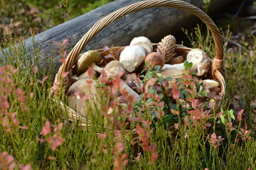 White mushrooms in the basket near the log in forest grass