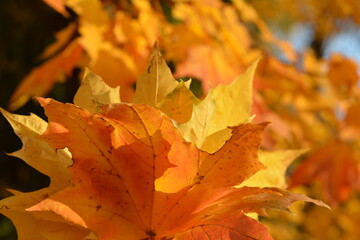 Bouquet of yellow leaves on a blurry yellow background