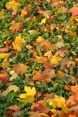 Lapel leaves on the grass on a cloudy day