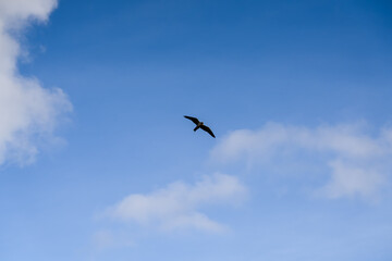 a peregrine falcon (Falco peregrinus, duck hawk) in flight